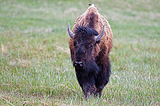 美洲野牛,野牛,黄石国家公园,怀俄明,爱达荷,蒙大拿,北美,美国