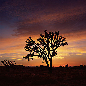 剪影,树,风景,橙色天空,日落,约书亚树国家公园,美国