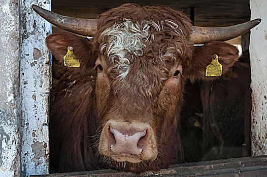 公牛,向外看,厩,中间,弗兰克尼亚,巴伐利亚,德国,欧洲