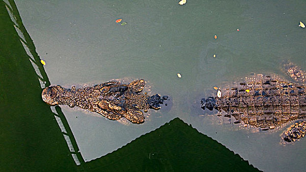 鳄鱼,俯视,泰国,一月,2007年