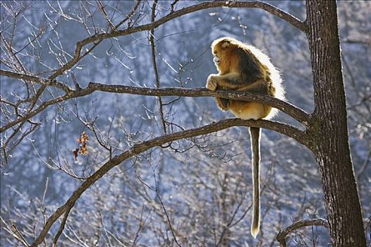 金丝猴,坐在树上,秦岭,陕西,省,中国