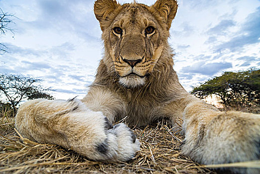 狮子,小动物,1岁,羚羊,公园,靠近,津巴布韦,非洲