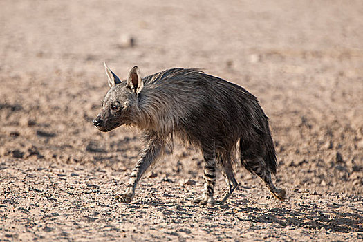 褐色,鬣狗,跑,卡拉哈迪大羚羊国家公园,北开普,南非,非洲