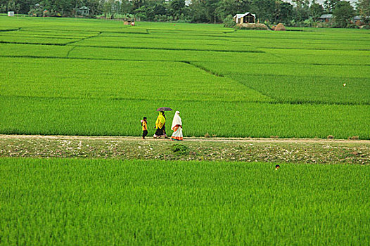 农田,孟加拉,2008年