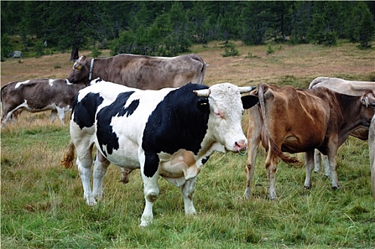 黑白,公牛,母牛