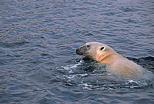北极熊,游泳,国家公园,加拿大