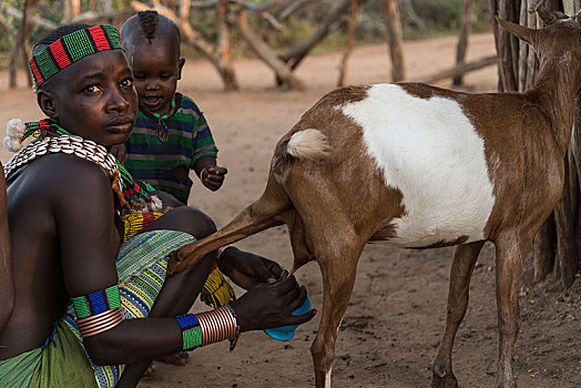美女,幼儿,挤奶,山羊,部落,区域,南方,埃塞俄比亚,非洲