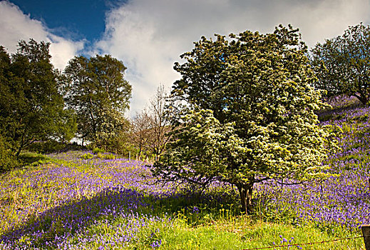 蓝色,野花,树,诺森伯兰郡,英格兰