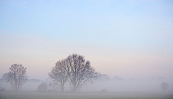 树,雾,下莱茵,区域,北莱茵威斯特伐利亚,德国,欧洲