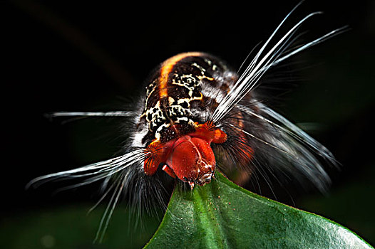 野外,蚕丝,蛾子,毛虫,蚕蛾,国家公园,亚马逊雨林,厄瓜多尔,南美