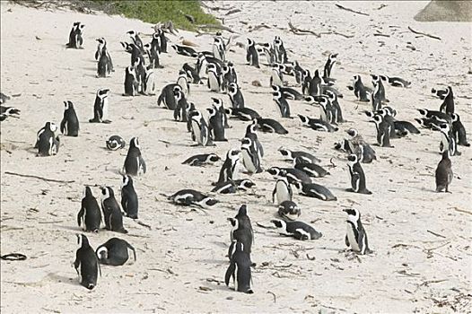生物群,非洲企鹅,黑脚企鹅,好望角,南非
