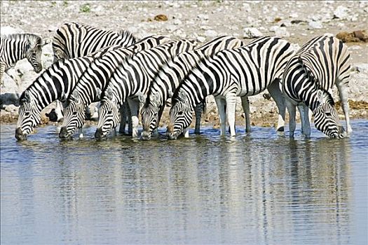斑马,马,水坑,埃托沙国家公园,非洲,纳米比亚