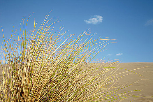 草,沙滩,沙丘,法国