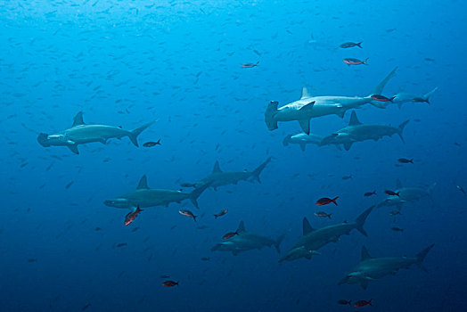 圆齿状,鲨鱼,路氏双髻鲨,沃尔夫岛,加拉帕戈斯,厄瓜多尔