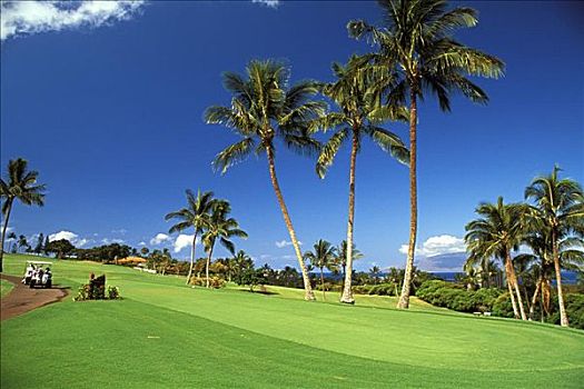 夏威夷,毛伊岛,高尔夫球场,北方,场地,蓝天,棕榈树,手推车