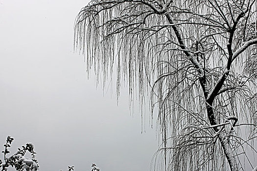 雪后的西湖柳枝