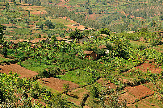 特色,丘陵地貌,靠近,卢旺达,非洲