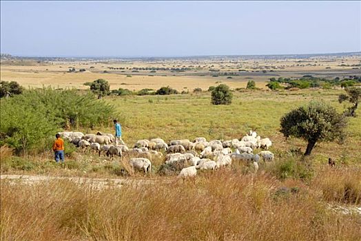 牧群,绵羊,牧人,地点,靠近,塞浦路斯北部