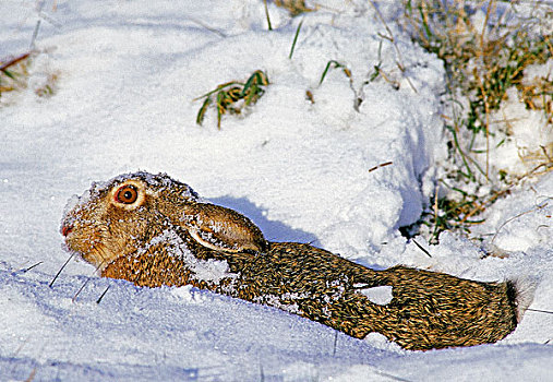 欧洲,棕兔,欧洲野兔,成年,卧,低,雪中