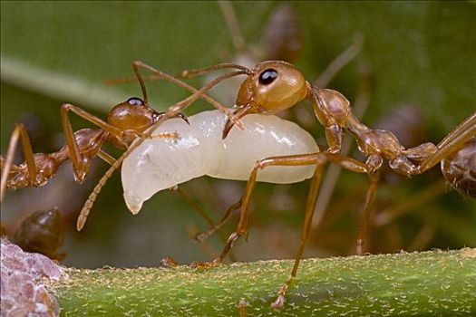 蚂蚁,工作,一对,幼体,腺,工人,罐,叶子,胶,几内亚,西非