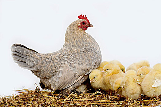 驯服,鸡,比利时,母鸡,幼禽,白色背景