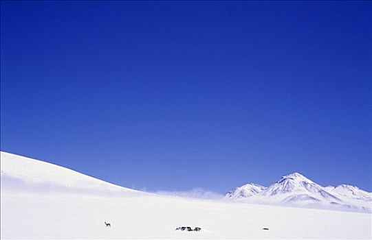 孤单,小羊驼,雪地,南方,高原,波托西地区,玻利维亚