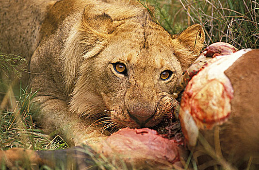 非洲狮,狮子,女性,杀,马赛马拉,公园,肯尼亚