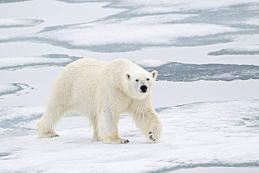 北极熊,成年,走,海冰,斯匹茨卑尔根岛,斯瓦尔巴特群岛,挪威,欧洲