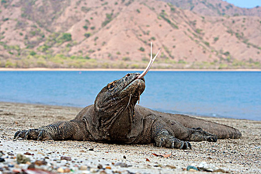 科摩多巨蜥,科摩多龙,海滩,舌头,科莫多岛,科莫多国家公园,印度尼西亚