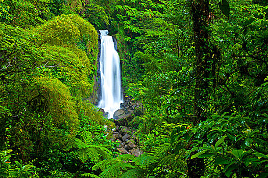瀑布,一个,双子瀑布,特拉法尔加,山顶,国家公园,多米尼克,西印度群岛