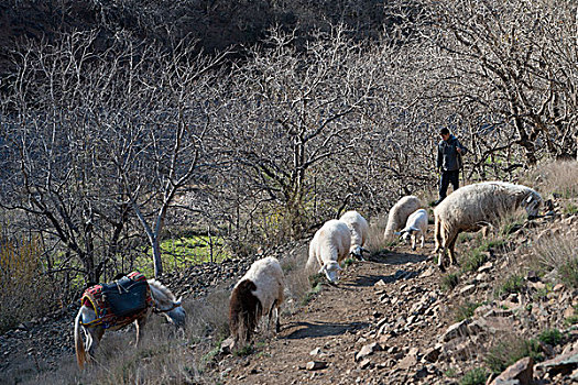 绵羊,放牧,马,阿特拉斯山脉,摩洛哥