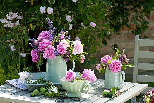 粉色,玫瑰,紫草科植物,荆芥属