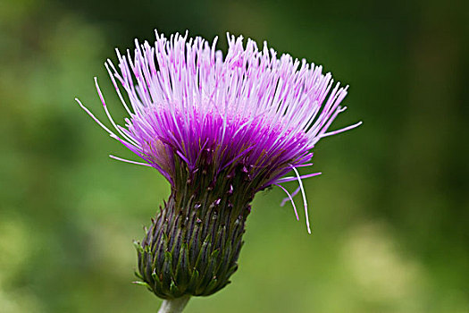 紫花,诺森伯兰郡,英格兰