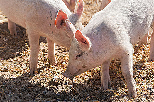 可爱,猪,粉红色,玩,干草,农场