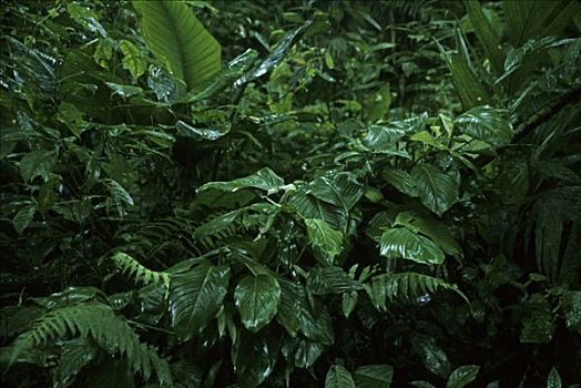 湿,雨林,叶子,哥斯达黎加