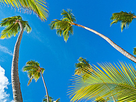 棕榈树,干盐湖,蓬塔卡纳,多米尼加共和国,加勒比,北美
