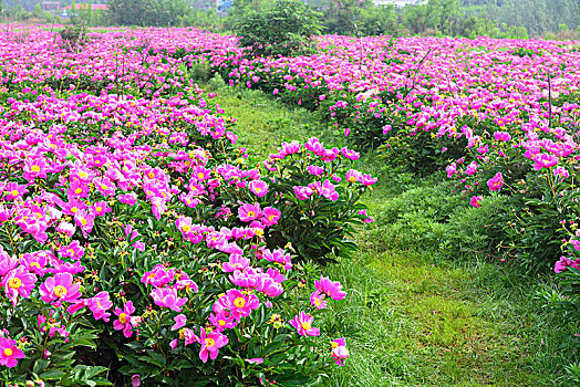 芍药花园