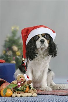 查尔斯王犬,圣诞时节