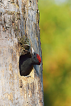 黑啄木鸟,雏鸟,向外看,巢穴,国家公园,波兰,欧洲