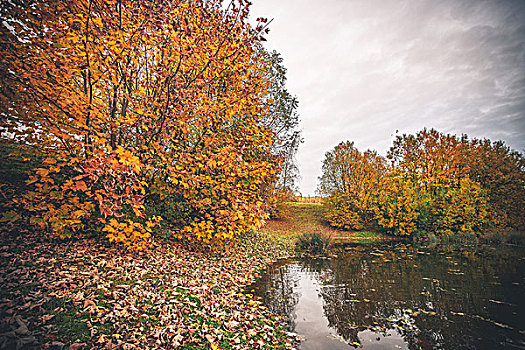 彩色,树,小,水塘,秋天,秋叶,草,安静,水,湖