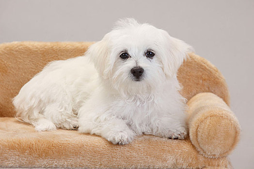 马耳他,小狗,14星期大,躺着,狗,沙发,白色背景