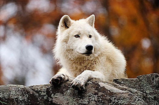 极地狼,白色,狼,北极,卧,石头,看,远景,加拿大