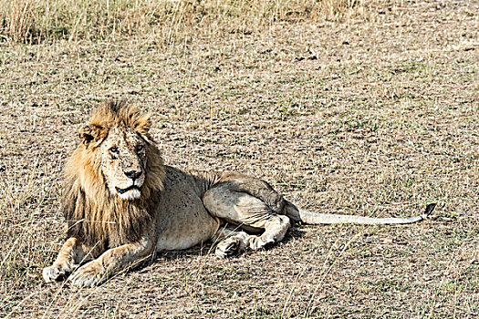 狮子,雄性,许多,飞虫,马赛马拉,肯尼亚,非洲