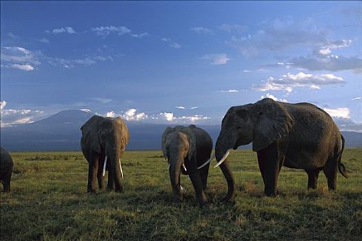 非洲象,幼小,成年,安伯塞利国家公园,肯尼亚