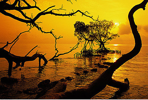 红树,水,日出,安达曼群岛