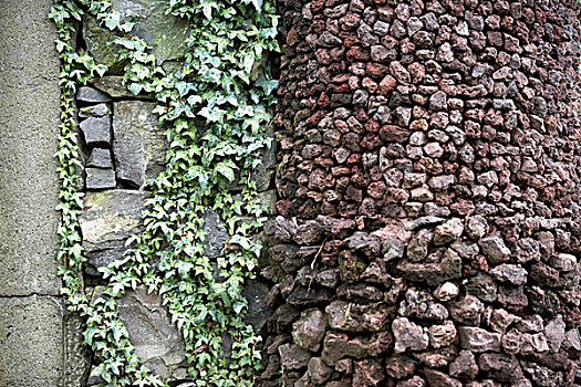 石墙,常春藤,马德拉岛,花园,葡萄牙