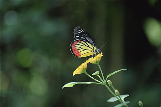 蝴蝶,花,中美洲
