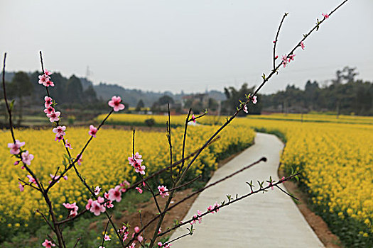 油菜花田