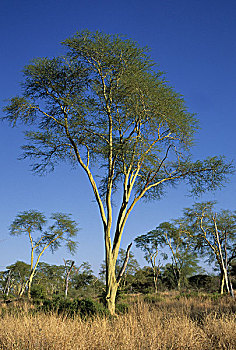 发烧,树,庞达,玛丽亚,克鲁格国家公园,南非