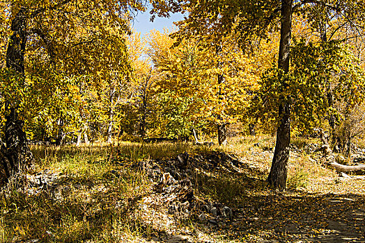 新疆,树林,秋色,黄叶